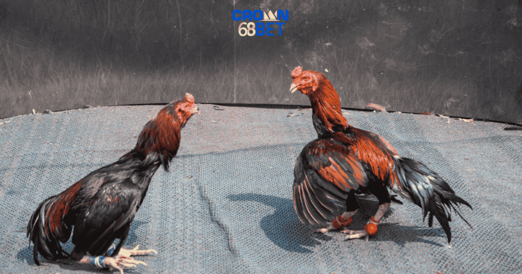 lấy trang gà HT368