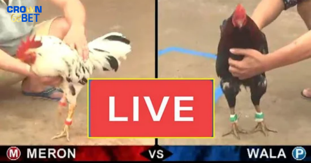 đá gà trực tuyến